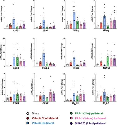 Immunocytoprotection after reperfusion with Kv1.3 inhibitors has an extended treatment window for ischemic stroke
